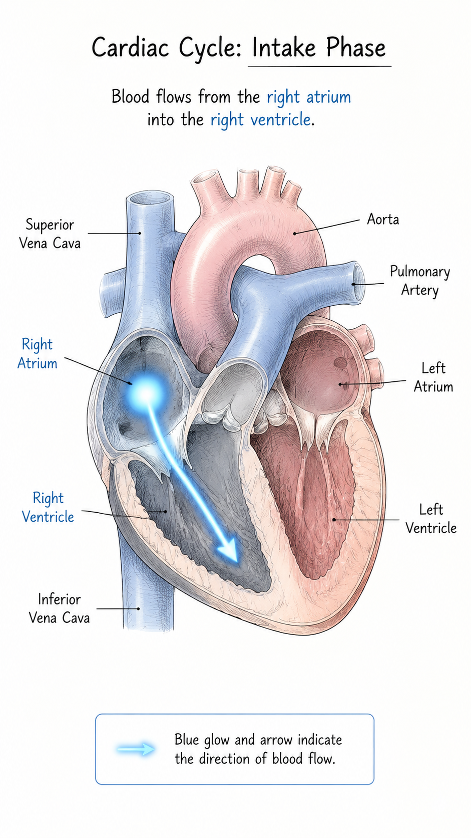The Mechanics of the Heart