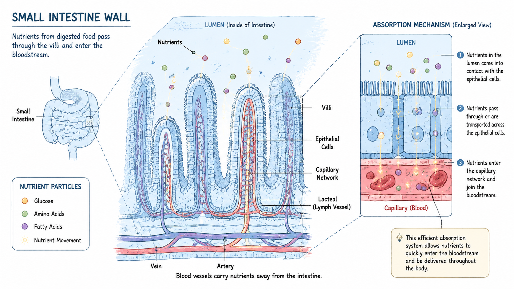 The Journey of Digestion